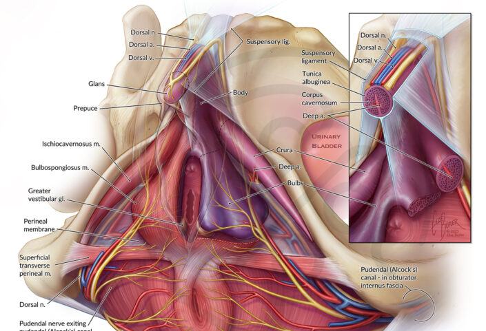 clitoris featured image